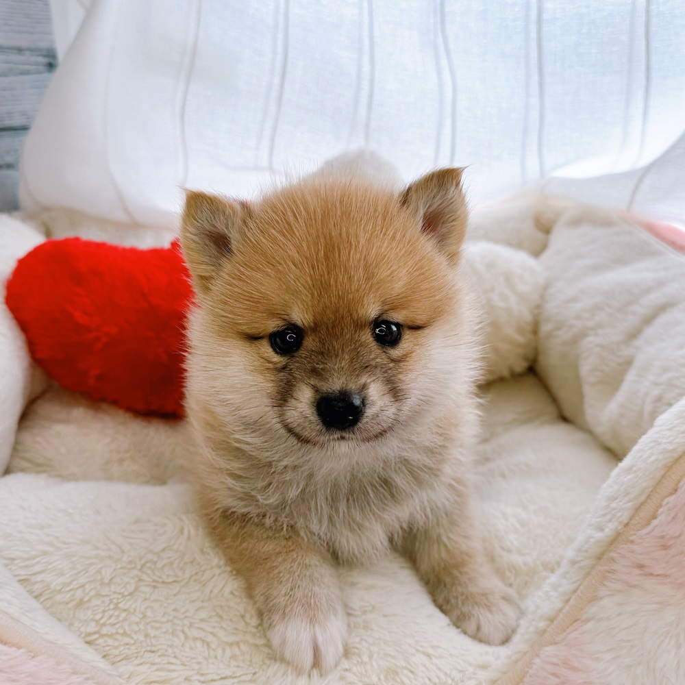 ○New Face °˖✧~新入生紹介~°˖✧ | ペットショップ 犬の家&猫の里